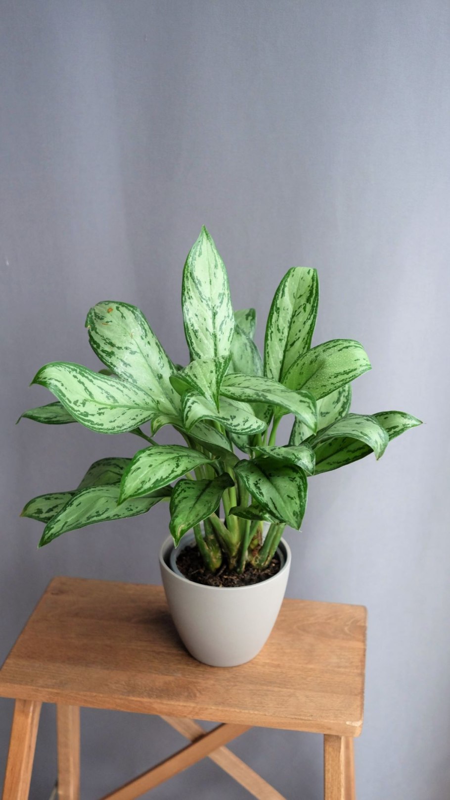 Аглаонема Грин тайская