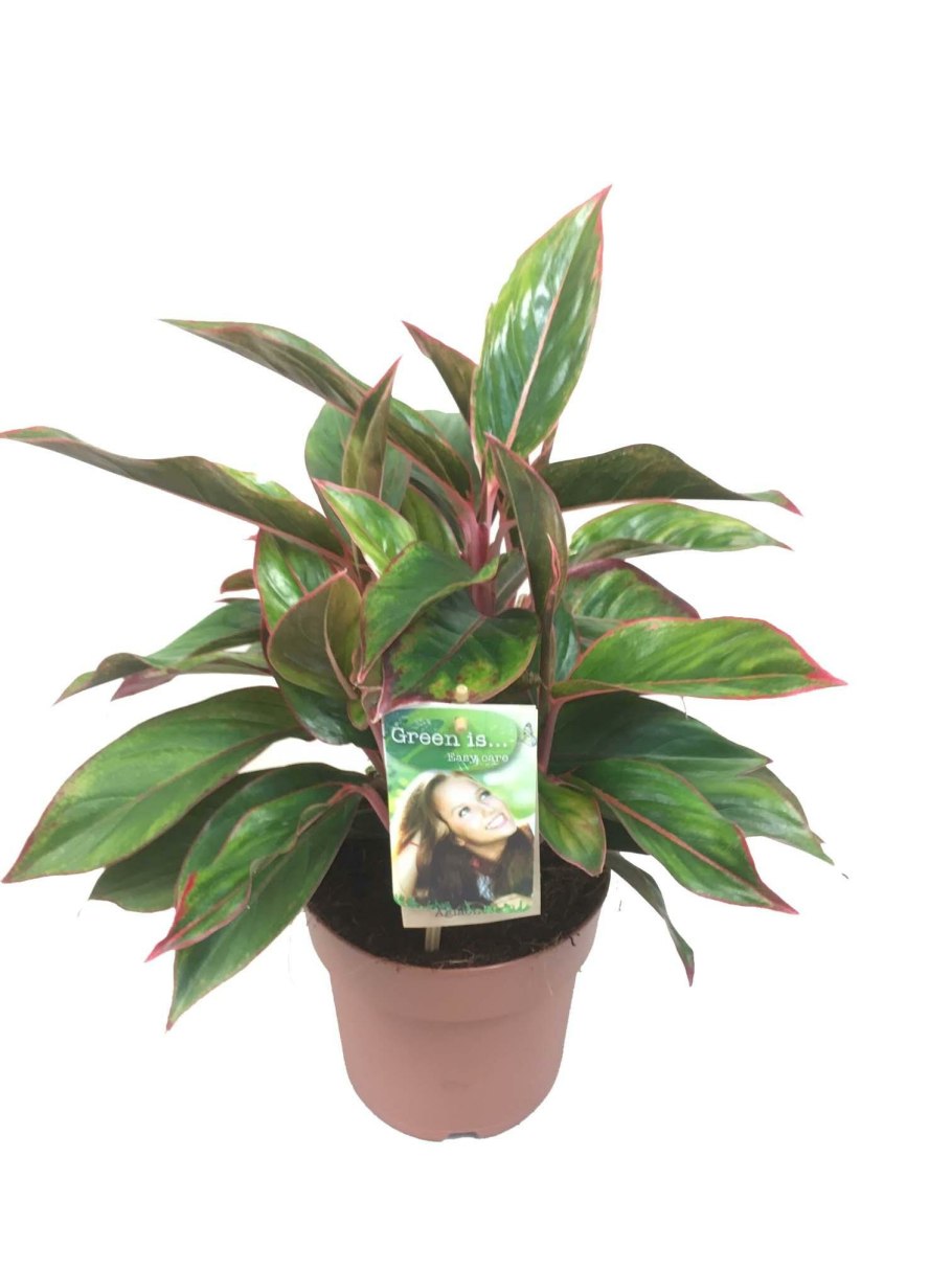 Аглаонема Сиам парагон