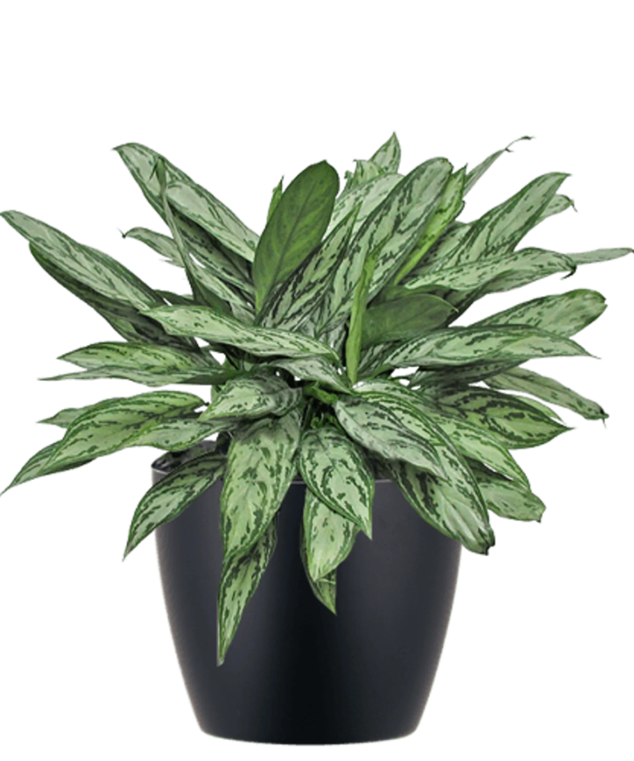 Аглаонема микс, d-12