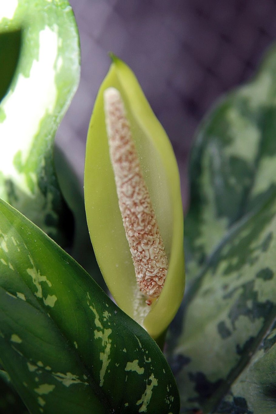 Аглаонема Мадонна