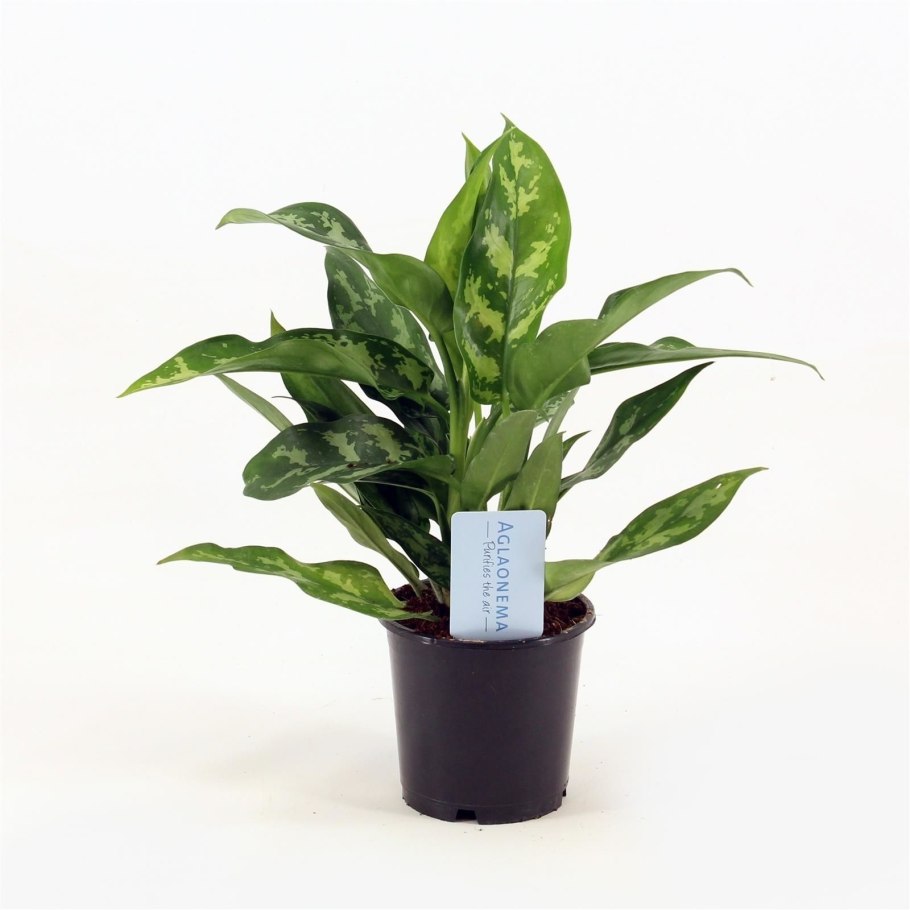 Аглаонема Престиж