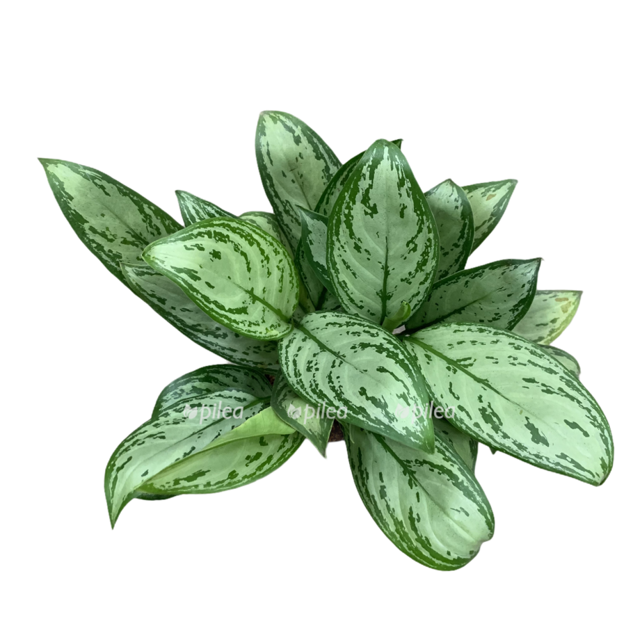 Аглаонема сорт Сильвер Квин