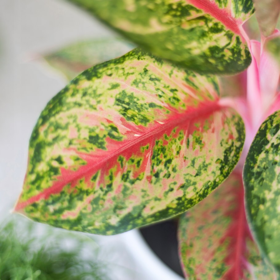 Аглаонема лимон лайм