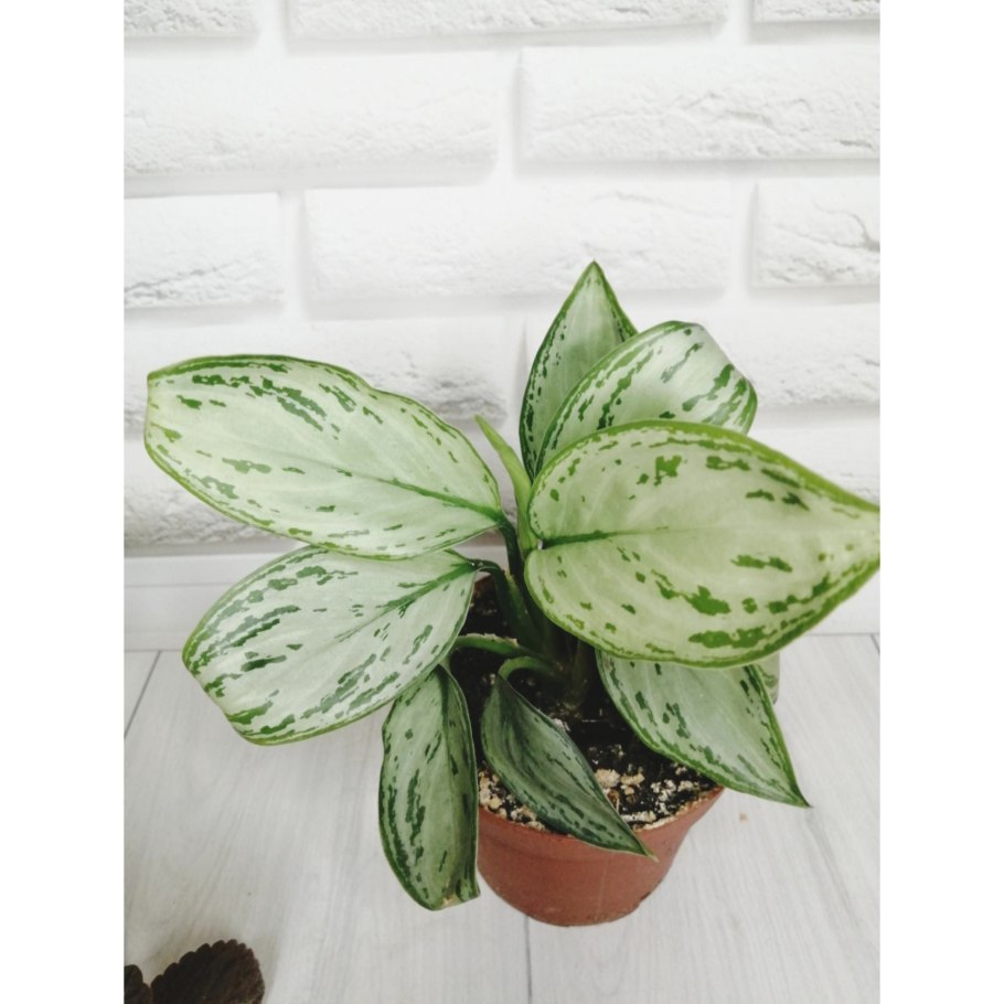 Аглаонема коммутатум фото