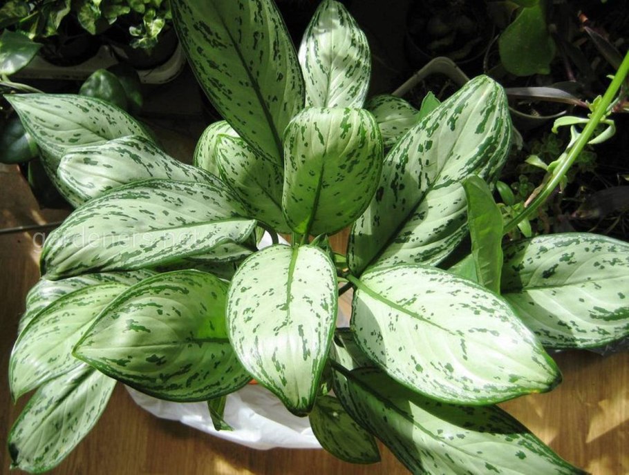 Аглаонема Мария