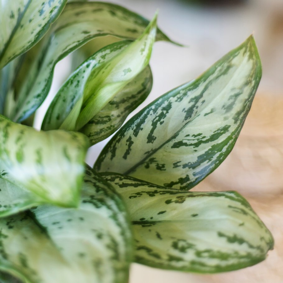 Аглаонема Мария Кристина цветок