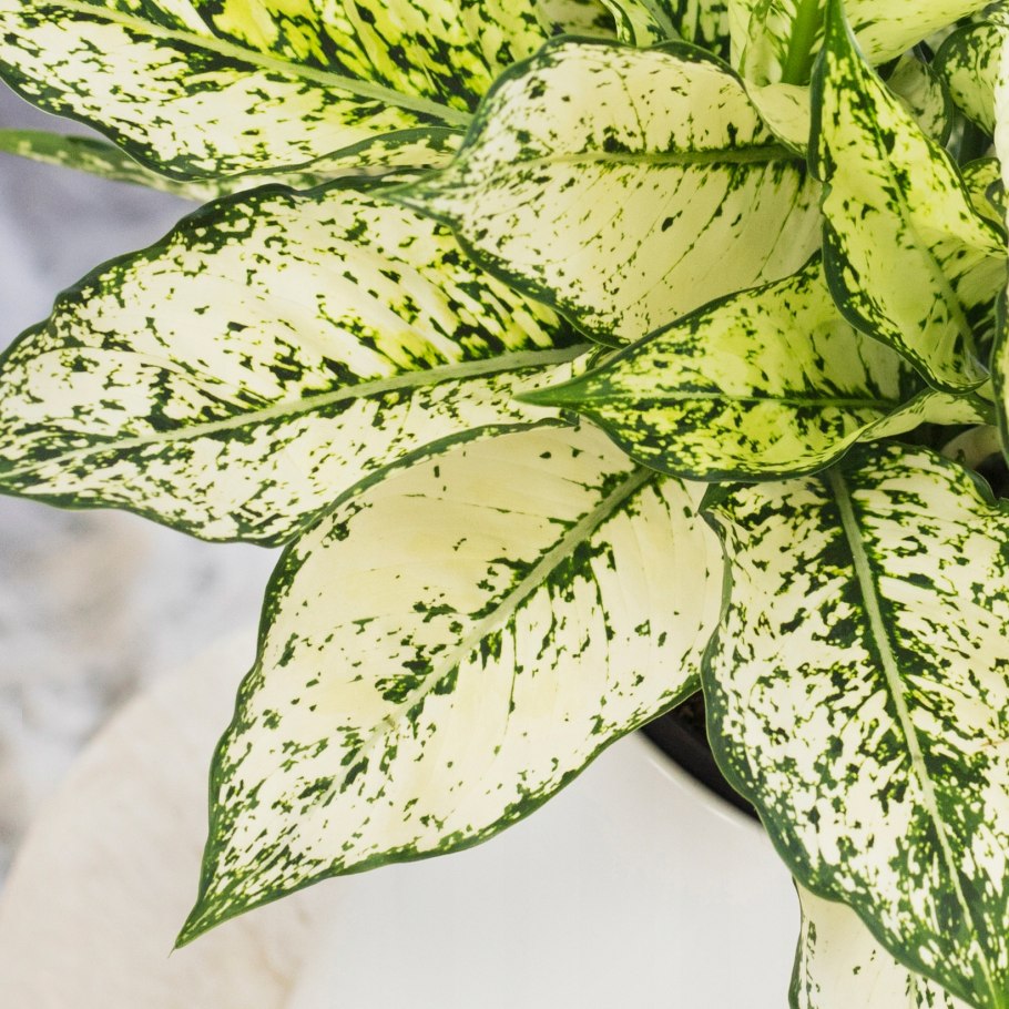 Аглаонема Сильвер Квин