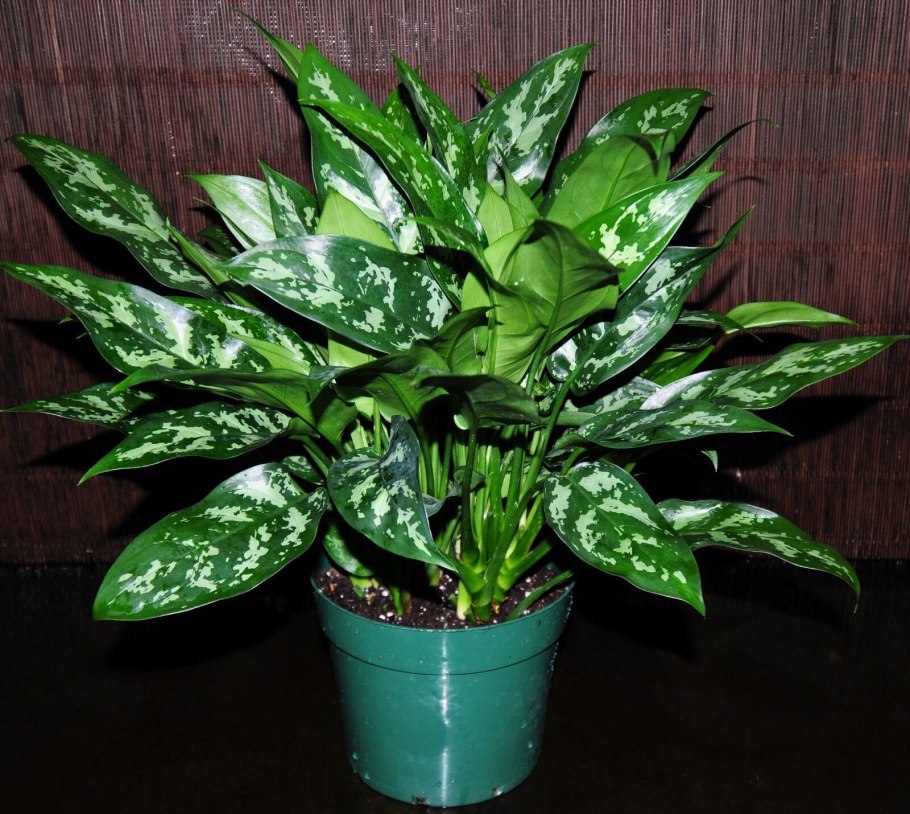 Аглаонема Мария цветок