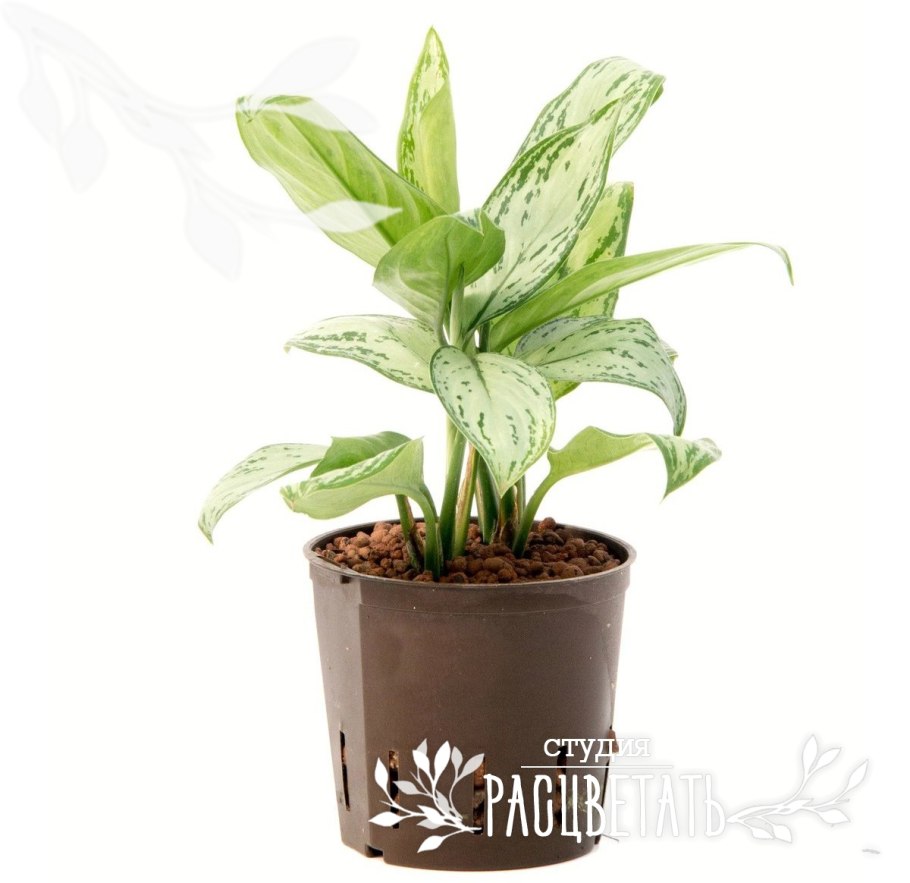Аглаонема Green Bowl