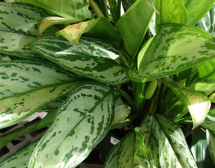 Аглаонема Грин дарк