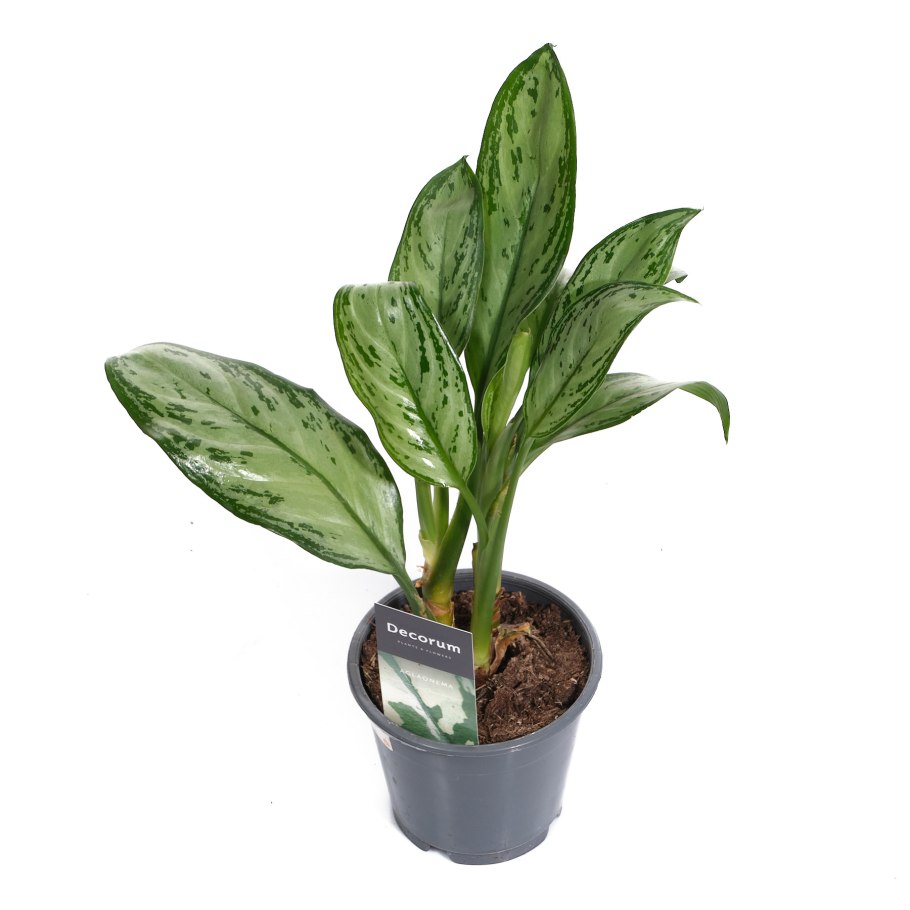 Аглаонема Мария Кристина d-12