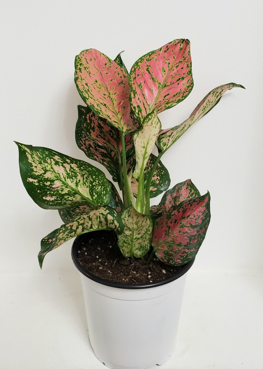 Аглаонема Мария