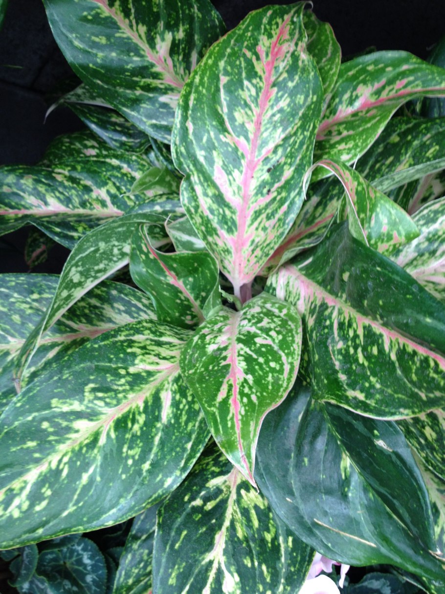 Аглаонема спарклинг сара