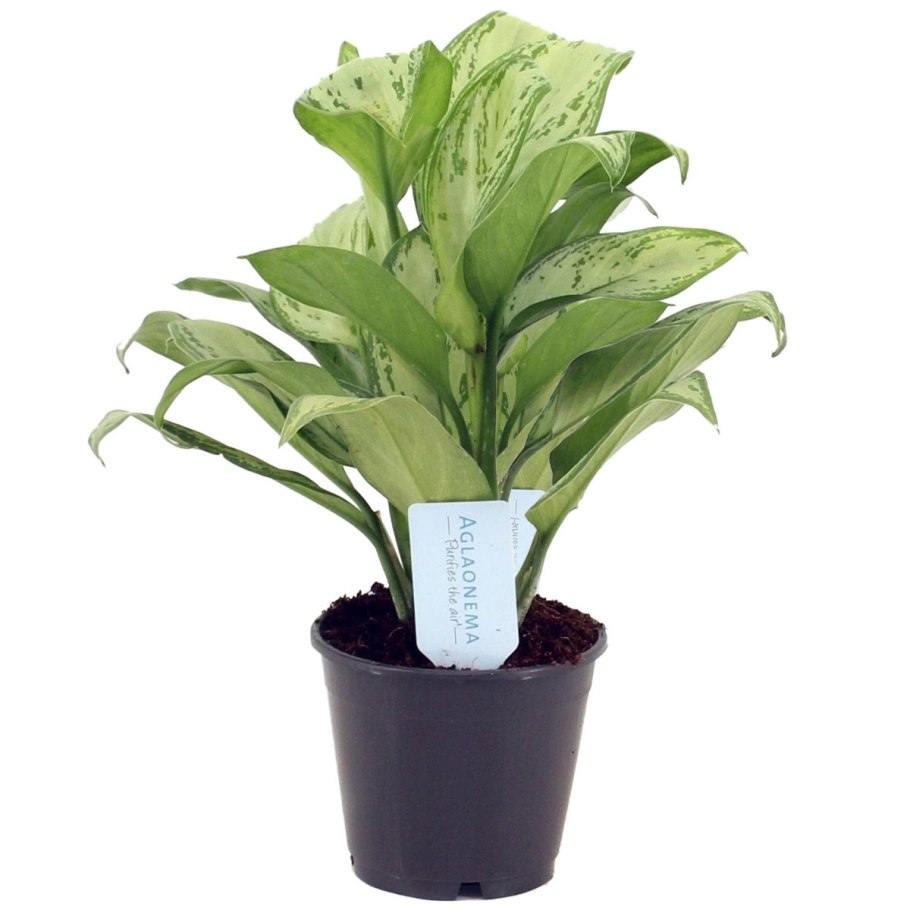 Аглаонема Мария Кристина цветок
