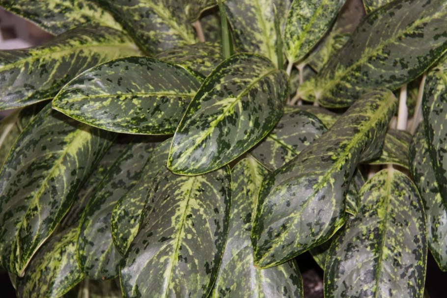 Аглаонема Мария