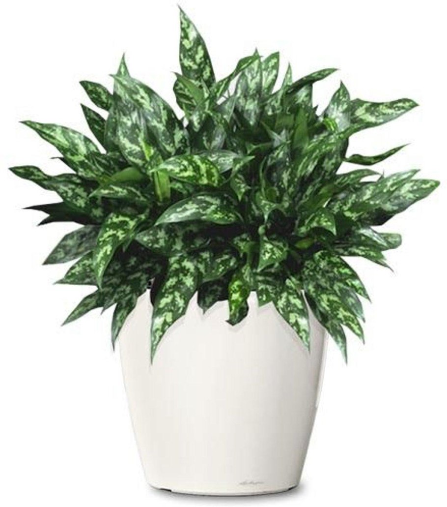 Аглаонема Рэд зиркон