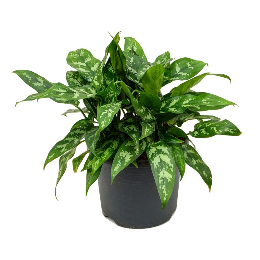 Аглаонема Грин леопард