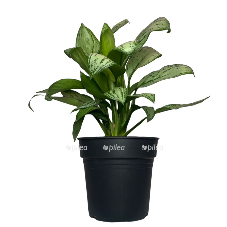 Аглаонема Мария цветет