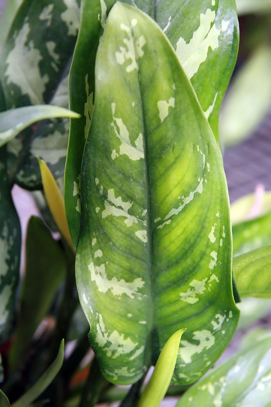 Комнатный цветок аглаонема Мария