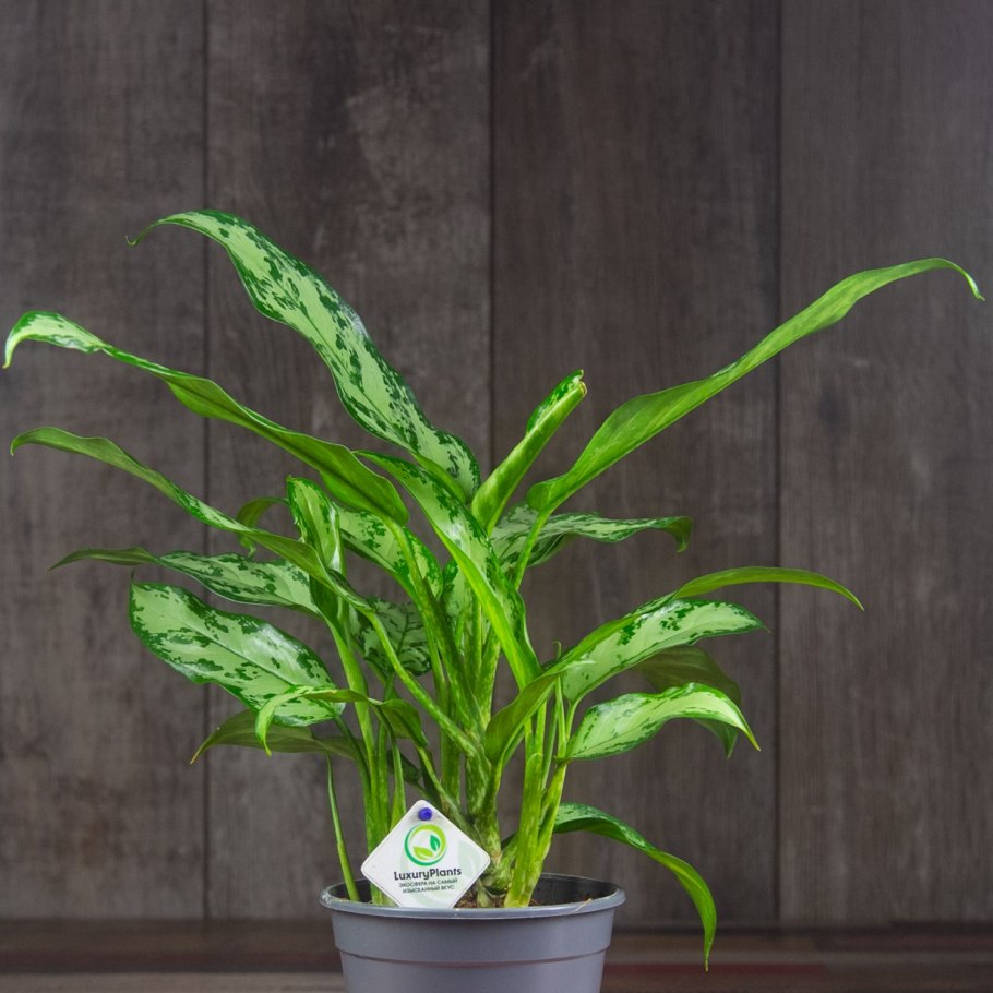 Аглаонема переменчивая 'Мария'