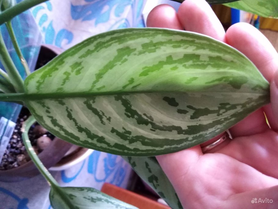 Аглаонема ред Валентайн