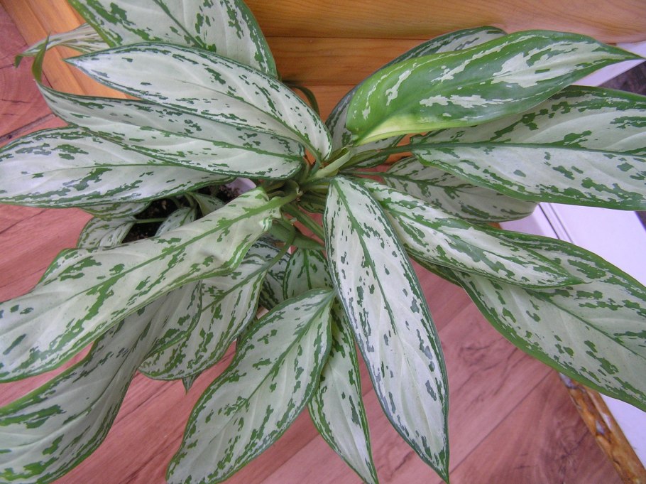 Аглаонема сильвер квин