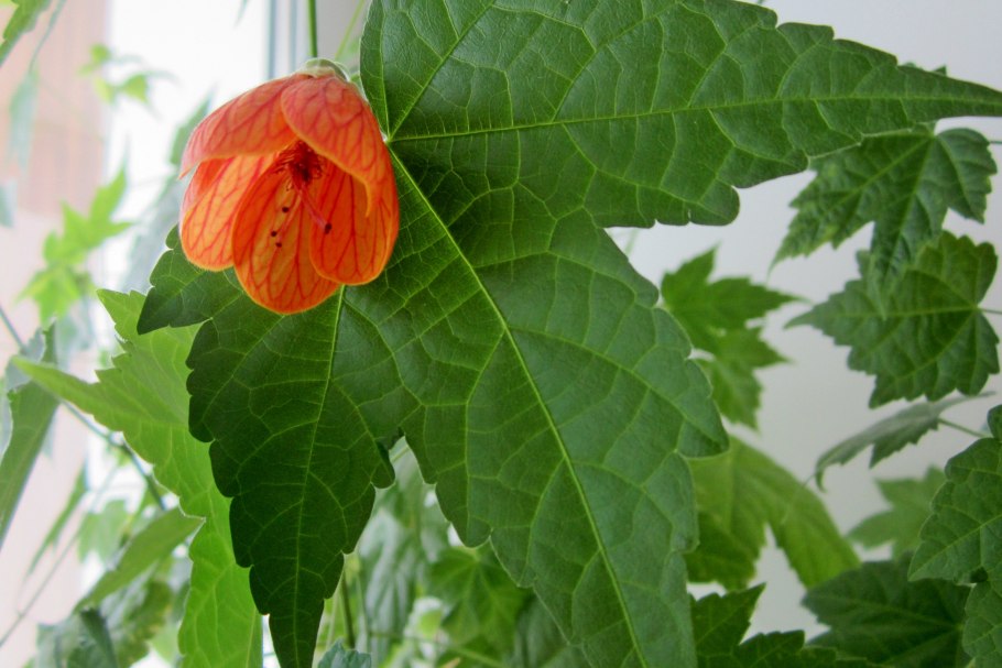 Абутилон сорт ред Монарх