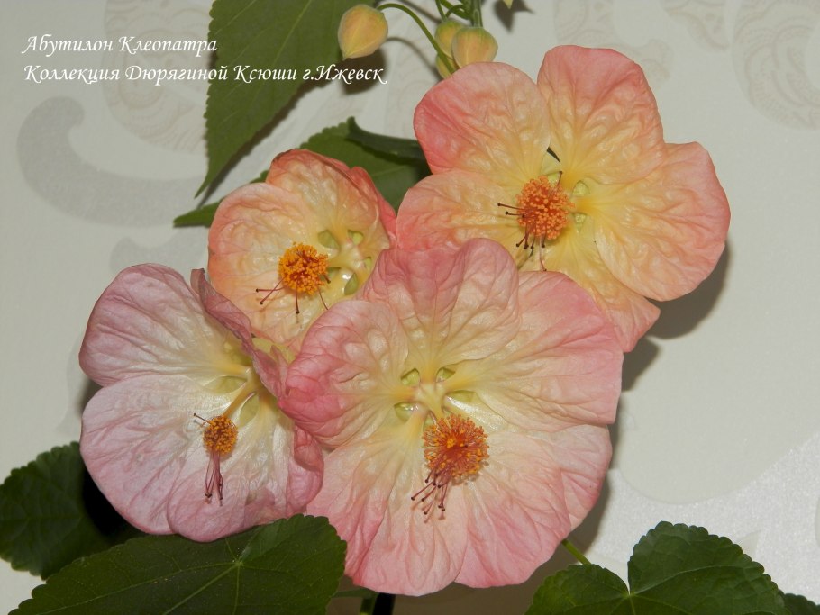 FRZ.Temp холодильник