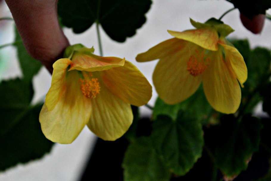 Абутилон маленький принц