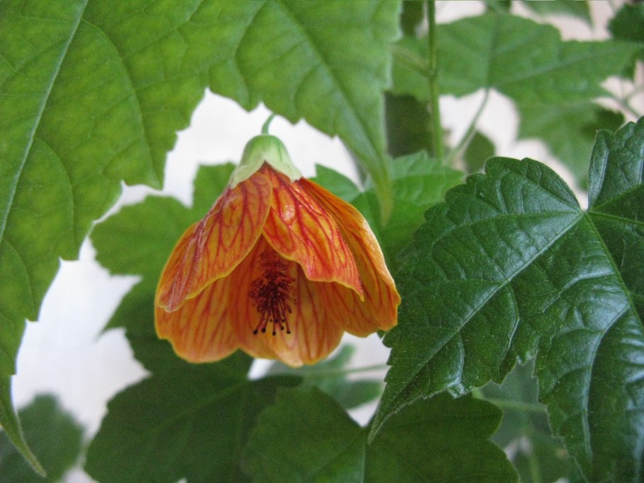 Abutilon x hybridum Red Monarch