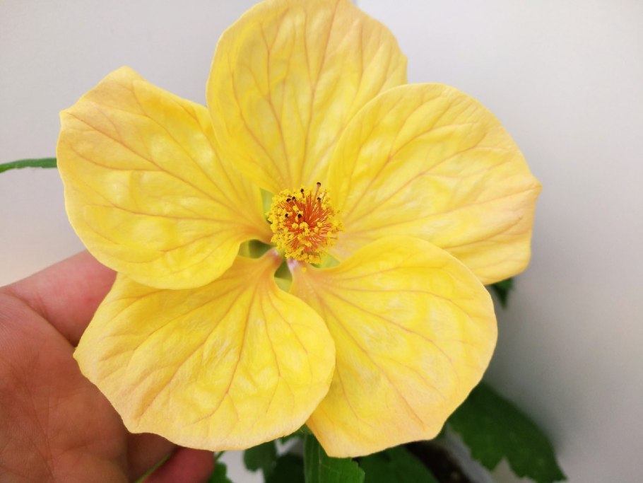 Абутилон Wisley Red