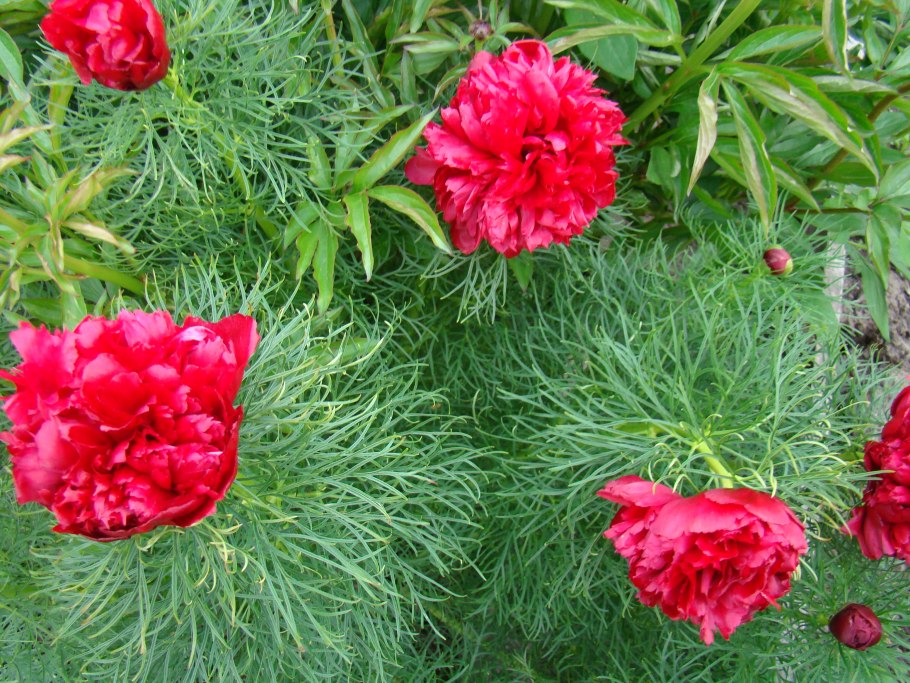 Пион тонколистный rubra Plena