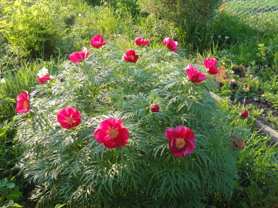 Пион узколистный махровый