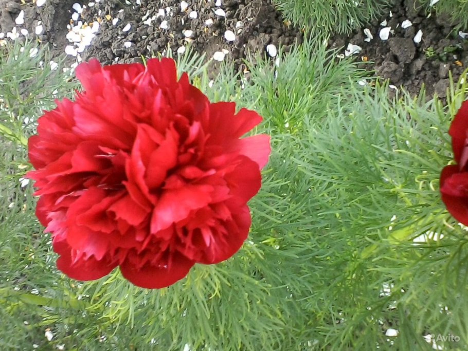 Пион узколистный Воронец