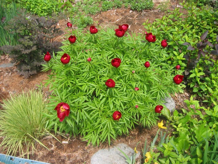 Пион тонколистный семена