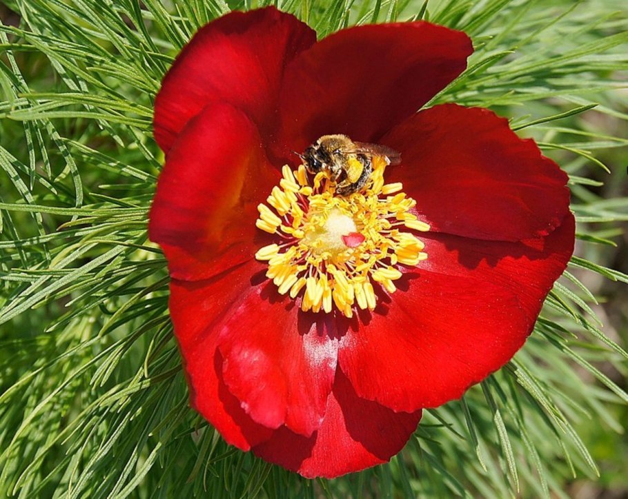 Лесной пион кавказский