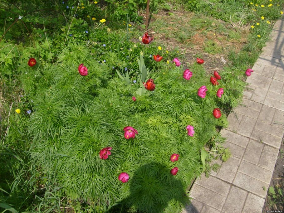 Пионы с хвойными