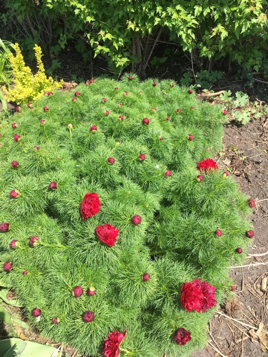 Пион габитус