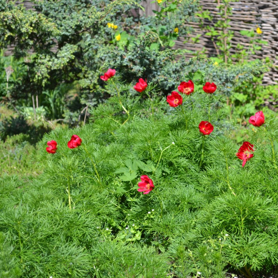 Пион тонколистный rubra Plena