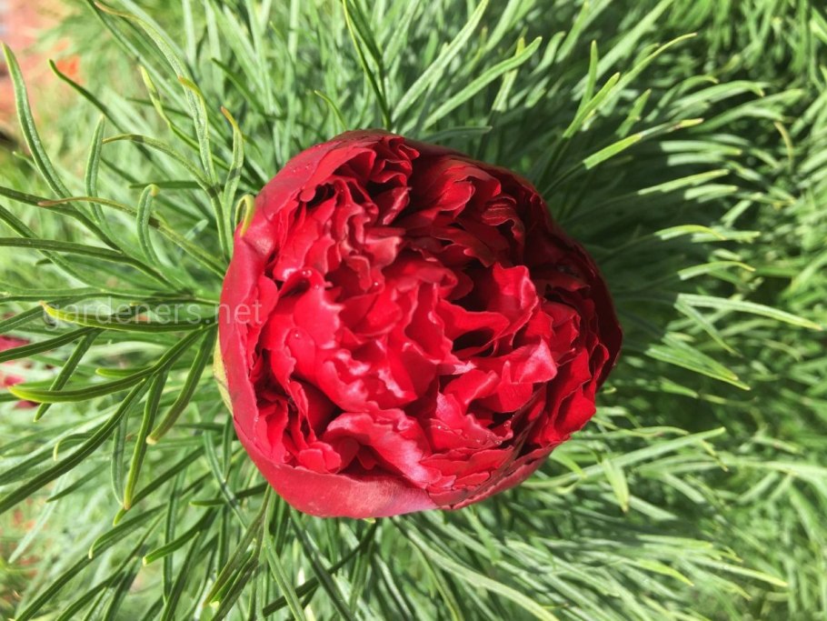 Пион тонколистный rubra Plena