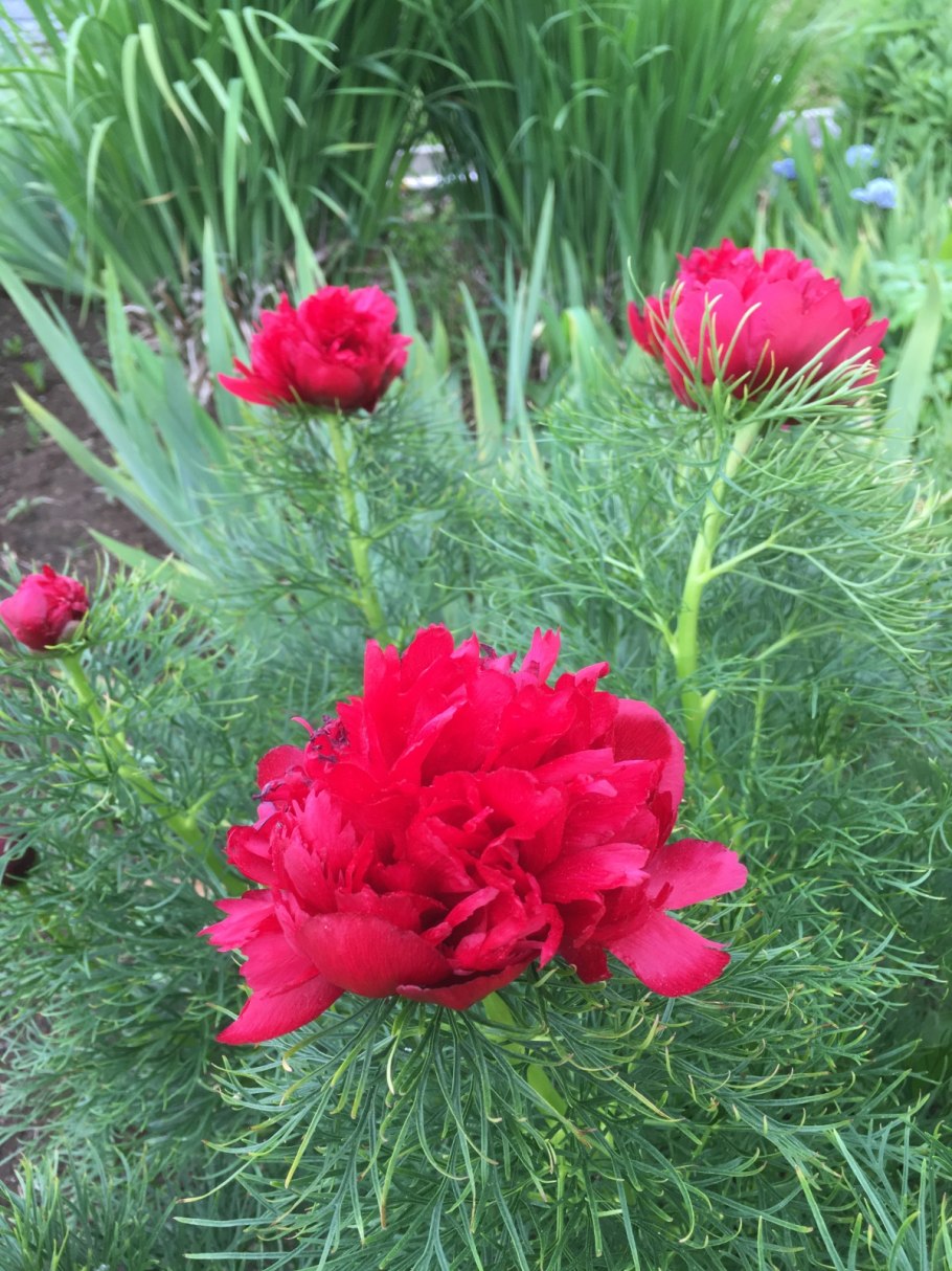 Пион лохмач