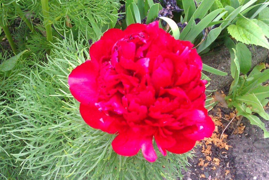 Пион узколистный Марьин корень