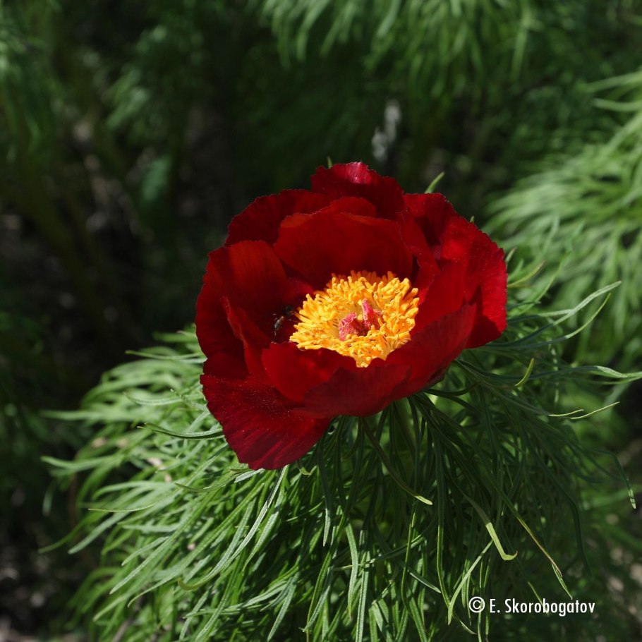 Пион Степной