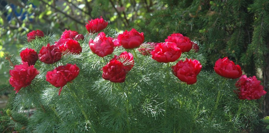 Пион тонколистный Воронец