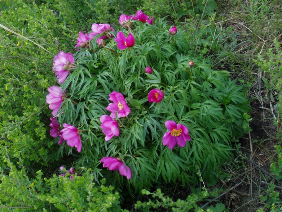 Пион Воронец