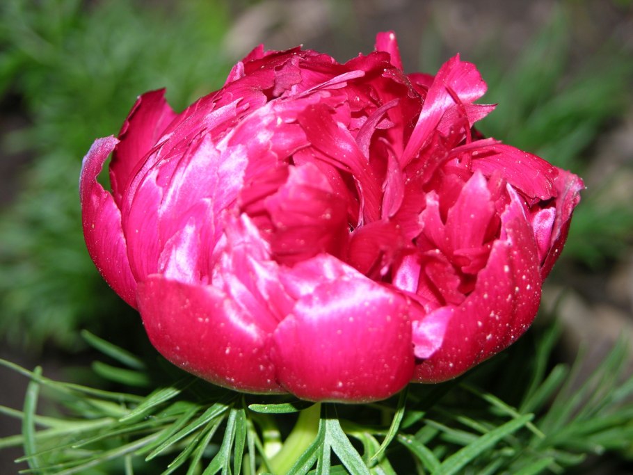 Пион тонколистный rubra Plena