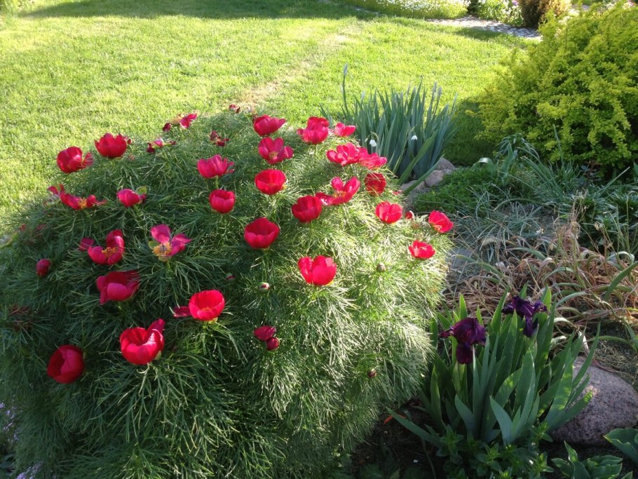 Пион Воронец махровый