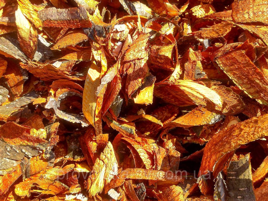 Липа мелколистная ствол