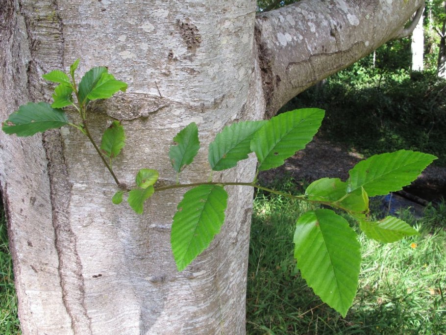Alnus rubra