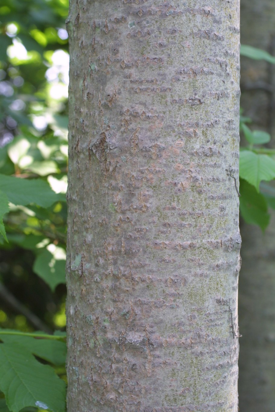Кора и древесина ольхи